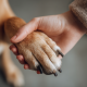 Köpek Tırnak Kesimi